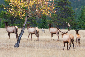 Coyote and herd of elk