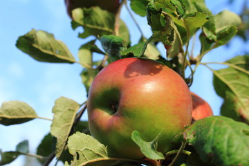 schöner Apfel am Baum