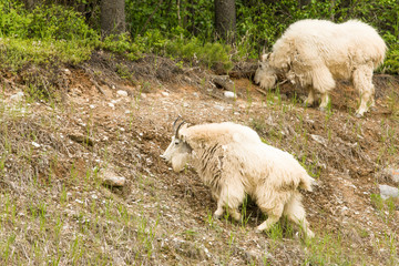 Banff National Park, Alberta, Canada. Mountain goats at a salt lick.