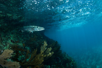 A barracuda sits in shadow near coral reef ledge off of Staniel Cay, Exuma, Bahamas