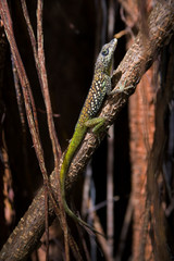 MARTINIQUE. French Antilles. West Indies. St. Pierre. Anole lizard on imported rubber tree on grounds of Depaz rum distillery.