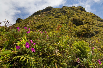 MARTINIQUE. French Antilles. West Indies. Low-growing, lush vegetation covers summit of Mt. PelÈe.
