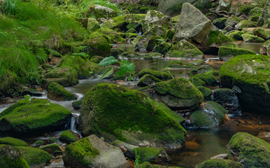 Skrivan creek in Krusne mountains in summer nice sunny day