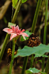 Trinidad, Arima Valley, Asa Wright Nature Center. Close-up shot of ginger flower.
