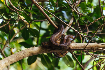Trinidad, Arima Valley, Asa Wright Nature Center. Cooks tree boa wrapped around tree branch.