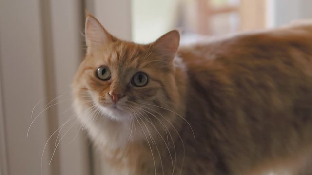 Cute ginger cat is sitting on window sill. Close up slow motion footage of fluffy pet.