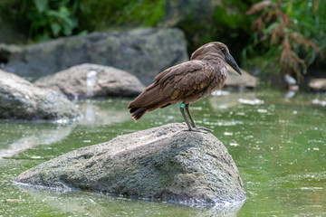 Hamerkop Resting on a Rock Near a Pond