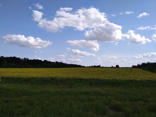 green field and blue sky