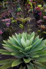 Martinique, French Antilles, West Indies, Bromeliads at Jardin de Balata (Balata Garden). Begun in 1982 Balata Garden was created by Jean-Philippe Thoze.