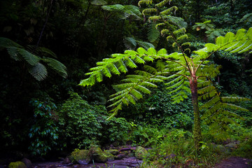 MARTINIQUE. French Antilles. West Indies. Tree fern (Cyathea spp.) in the Gorge of the Falaise...