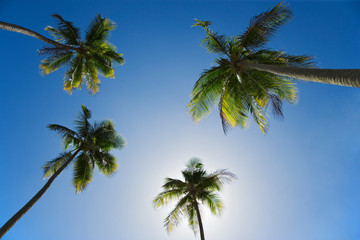 Fototapeta na wymiar Caribbean, Puerto Rico. Coconut palm trees at Luquillo Beach. Credit as: Dennis Flaherty / Jaynes Gallery / DanitaDelimont. com