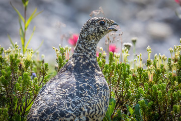 Canada, British Columbia, East Kootenay Mountains. Close-up of ptarmigan bird. Credit as: Don Paulson / Jaynes Gallery / DanitaDelimont.com