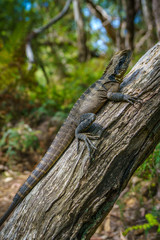 Obraz premium Eastern Water Dragon in the blue mountains, australia