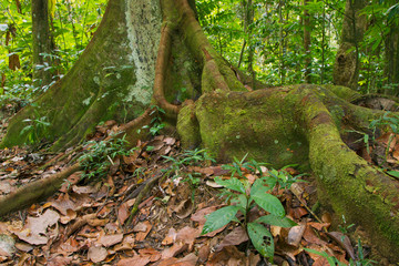 Forest Floor, Asa Wright Nature Area