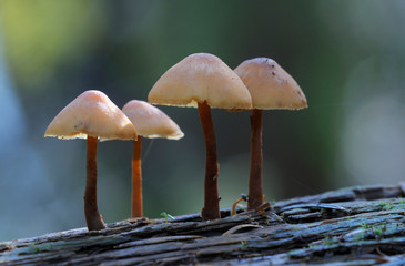 Canada, British Columbia, Vancouver Island. Mycena mushrooms growing on a fallen tree trunk