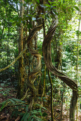 Trinidad, Arima Valley, Asa Wright Nature Center. Close-up shot of vines in rainforest.