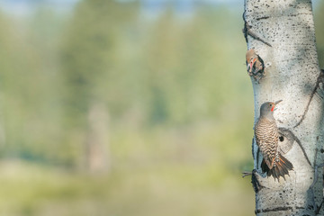 Canada, British Columbia. Adult male Northern Flicker (Colaptes Auratus) at nest hole with begging chicks.
