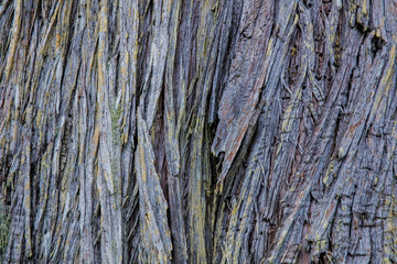 Texture in cedar bark in Ganges, British Columbia, Canada