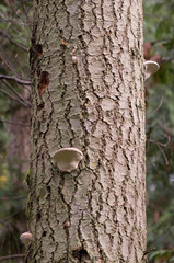 Canada, British Columbia, Vancouver Island. Red-belted Polypores (Fomitopsis Pinicola) growing on a dead tree trunk