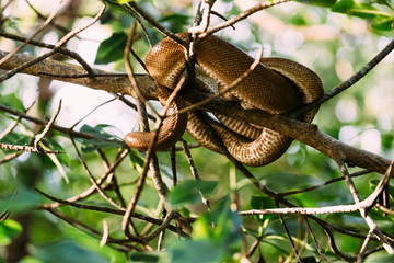 Trinidad, Arima Valley, Asa Wright Nature Center. Cooks tree boa wrapped around tree branch.