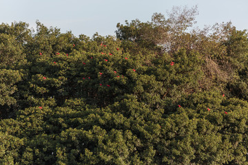 Trinidad, Arima Valley, Asa Wright Nature Center. Scarlet ibises in trees.
