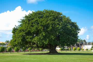 San Juan, Puerto Rico - A single ancient tree is sitting in the middle of a grassy area in a park....