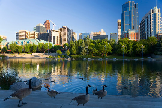 Canada Geese (Branta Canadensis) Resting At A Lake With City Skyline, Calgary, Alberta, Canada