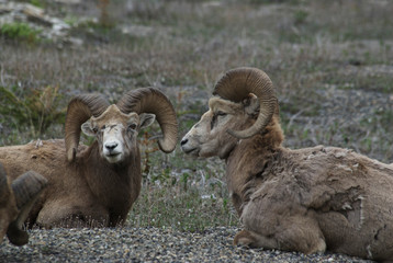 Canada: Alberta, Columbia Icefields Parkway, big-horn sheep (in a herd of 13)