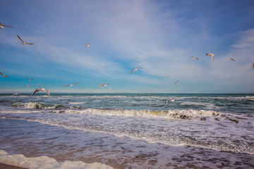 sea shore with flying seagulls in Odessa