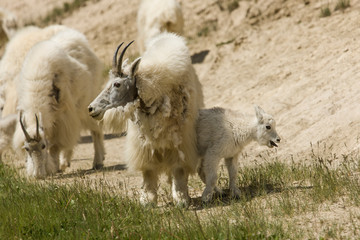 Obraz premium Banff National Park, Alberta, Canada. Mountain goat at a salt lick on Mt. Norquay Road outside of Banff.