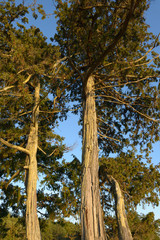 Fototapeta premium Canada, British Columbia, Gulf Islands, Wallace Island. Large red cedar trees (Thuja plicata)
