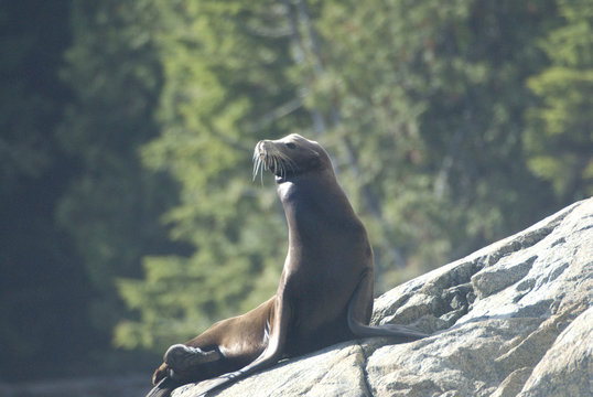 Sea Lions Cavorting Near Batley Island, Broken Island Group, Pacific Rim National Park Preserve, British Columbia, Canada, September 2006