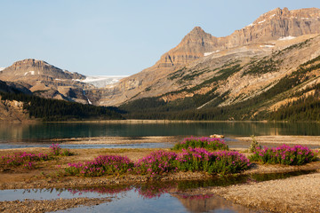 Canada, Alberta, Jasper National Park, Bow Lake with Bow Glacier and Bow Glacier Falls