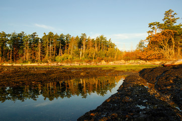 Canada, British Columbia, Cabbage Island. Rocky inlet with tree reflections in water