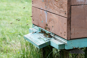 Entrance to a brown wooden beehive closeup. Bees fly into the house. Insects collect honey in a rural.