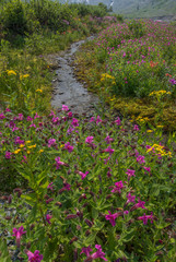 Canada, British Columbia. Lewis monkeyflower and stream. Credit as: Don Paulson / Jaynes Gallery / DanitaDelimont.com