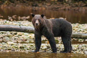 Fototapeta premium Brown or grizzly bear (Ursus arctos) fishing for salmon in Great Bear Rainforest, British Columbia, Canada.