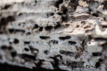 texture of birch bark of a tree