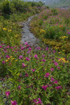 Canada, British Columbia. Lewis Monkeyflower And Stream. Credit As: Don Paulson / Jaynes Gallery / DanitaDelimont.com