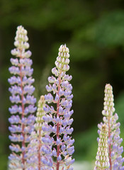 Canada, British Columbia, Vancouver Island. Lupine (Lupinus)