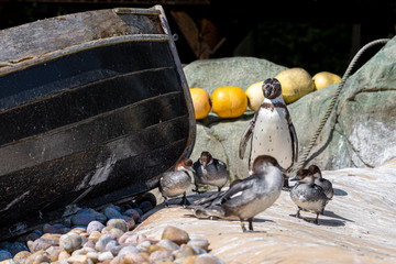 Humboldt penguin Standing with Smew Ducks