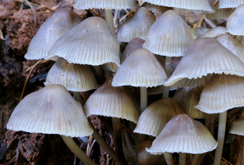 Canada, British Columbia, Vancouver Island. Close up of Mycena Galericulata mushrooms