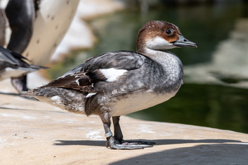 Obraz premium A Smew Duck Resting At the Waterside