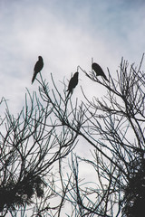 Tree little birds