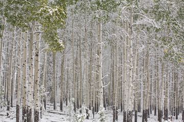 Fototapeta premium Fresh late summer snow on Aspen trees, Banff National Park, Alberta, Canada