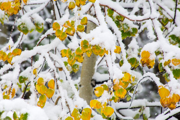 Fresh late summer snow on Aspen trees, Banff National Park, Alberta, Canada