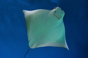 Spotted eagle ray is swimming underwater, and 