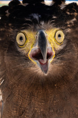 Crested serpent-eagle