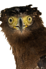 Crested serpent-eagle