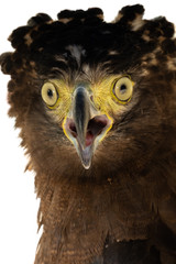 Crested serpent-eagle
